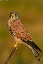 Common Kestrel Male Pet Birds Beautiful Birds Raptors Bird