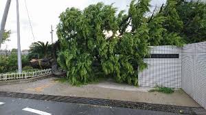 ヒマラヤ杉植樹事業