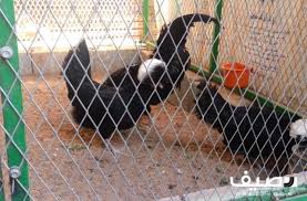 بسم الله ماشاء الله طقم دجاج بولندى أصلى نادر اللون أسود للبيع مواصفات عالية جدا ديك ودجاجتين العمر حوالى عامين منتجين home appliances box fan appliances