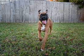 How Long Do Boxers Live Boxer Life Expectancy