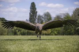 The World S Oldest Centre For Birds Of Prey In Pictures Birds Of Prey Andean Condor Prey