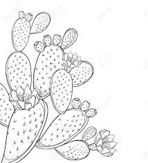 Huge collection, amazing choice, 100+ million high quality, affordable rf and rm images. Corner Bunch Of Opuntia Or Prickly Pear Cactus Isolated Royalty Free Cliparts Vectors And Stock Illustration Image 122679153