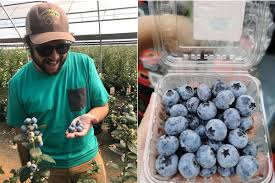 But as long is for her dog, she still love doing it. First Peruvian Blueberries Arrive In China