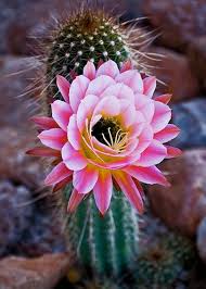 Cacti have numerous anatomical and behavioral adaptations for absorbing and storing water, preventing water loss, protecting themselves from predators, limiting damage from the hot sun, saving their energy, requiring few resources, and attracting pollinators. Blooming Cactus Blooming Cactus Desert Flowers Cacti And Succulents