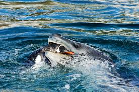 Led zeppelin led zeppelin you shook me. Danger Beneath The Water 10 Facts About Leopard Seals