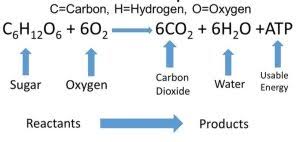 Oxygen enters the body when an organism breathes. What Are The Reactants And Products Of Cellular Respiration Quora