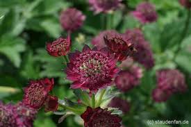 Astrantia 'Moulin Rouge' ® – Gärtnerei Staudenfan