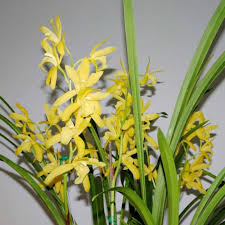 Image result for Polystachya malilaensis