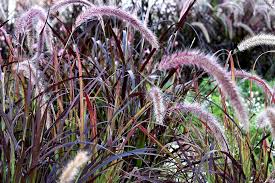 Seperti halnya dengan rumput liar yang bermanfaat bagi kesehatan manusia. 10 Jenis Alang Alang Hias Untuk Dekorasi Taman