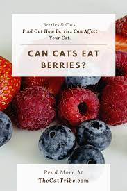 Can Cats Eat Berries 1 Truth About Berries For Cats The Cat Tribe Healthy Cat Food Homemade Cat Food Diy Cat Food
