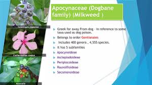 Image result for Apocynaceae subfamily Periplocoideae