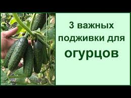 уход за огурцами в открытом грунте от посадки до урожая Kak Uvelichit Urozhaj Ogurcov Tri Vazhnye Podkormki Dlya Ogurcov V Teplice I V Grunte Youtube V 2020 G Sedobnye Rasteniya Ovoshnoj Ogorod Gorod Sad