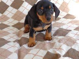 Hours may change under current circumstances Akc Miniature Dachshund Puppies 6 Weeks Old For Sale In Alpine Indiana Classified Americanlisted Com