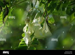 Image result for Aeschynomene nodulosa