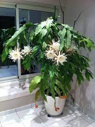 Epiphyllum Oxypetalum Queen Of The Night Epiphyllum Oxypetalum Orchid Cactus Plants