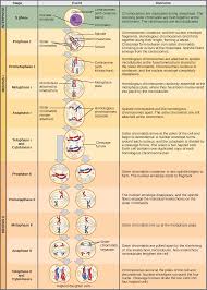 Check spelling or type a new query. The Process Of Meiosis Biology 2e