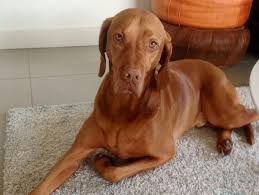 Our next litter is planned for. Hungarian Vizsla