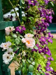 Image result for Clematis