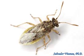 Image result for Pleiocarpa bicarpellata