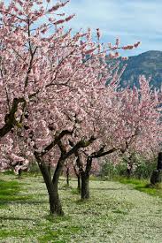 Greater uniformity of size and maturation. How To Plant Grow And Care For Almond Trees Gardener S Path