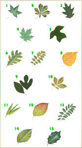 Plants 4 Oak Tree Leaf Identification Key Tree