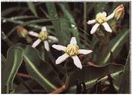 Image result for Raphionacme madiensis