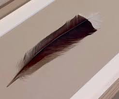 World'S Most Expensive Feather Sold In New Zealand Auction For $28,000