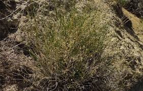 Image result for Entada arenaria