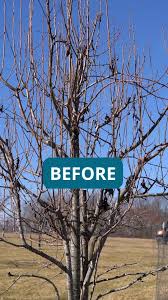 Image result for pruning plum trees