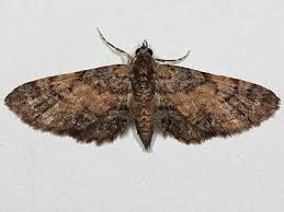 Image result for Eupithecia orphnata