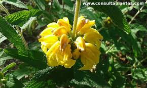 Image result for Selago viscosa