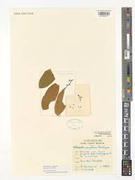 Image result for Monanthotaxis orophila