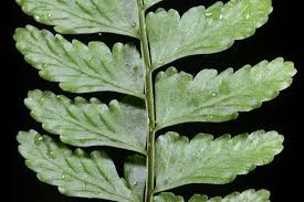 Image result for Asplenium diplazisorum