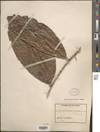 Image result for Antidesma membranaceum