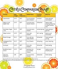 citrus comparison chart how to grow citrus in pots