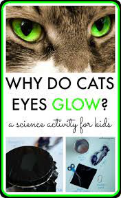 Can Cats See In The Dark Explore Cats Eyes With This Science Activity Science Activities Animal Science Activities Science Experiments For Preschoolers