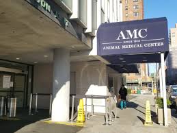 That amounts to about one pet in every three homes. Social Distancing At The Animal Medical Center Amcny Org