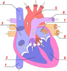 We did not find results for: Heart Diagram Not Labeled Ritaforcongress