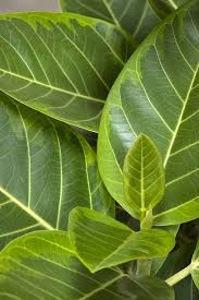 Image result for Ficus conraui