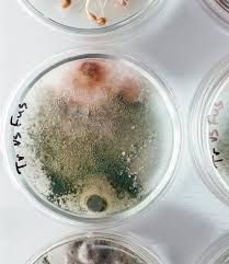 Image result for Mycotoxin