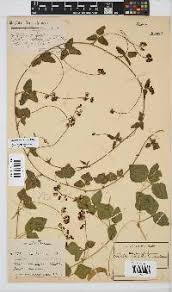 Image result for Dolichos sericeus