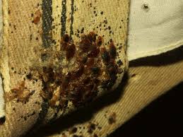 They like to live near the host, meaning in our bedrooms, near our beds—as close as they can get. Do Bed Bugs Make Nests In The Home Pestseek