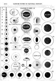 Abaculi Glass Eyes For Taxidermy 1884