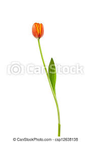 Composizione in cesto con rose, lilium e fiori di stagione. Germoglio Fiore Gambo Lungo Primo Piano Fiore Colpo Stem Lungo Verde Magro Arancia Germoglio Canstock