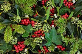 Download holly ivy images and photos. 1 582 Holly Ivy Photos Free Royalty Free Stock Photos From Dreamstime
