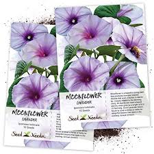 Image result for Ipomoea turbinata