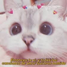 Las 25+ mejores ideas sobre gatos en pinterest | gato. Pin En Gatitos Con Frases