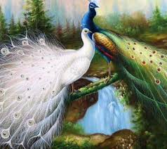 Beautiful Love Birds Images Hd 960x854 Download Hd Wallpaper Wallpapertip