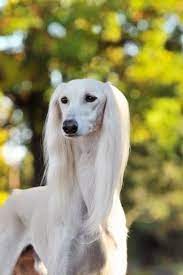 45 Cute Pictures Of Saluki Dog With Puppies Clicks That Will Make You Fall In Love With Them Tail And Fur Saluki Dogs Pretty Dogs Most Beautiful Dog Breeds