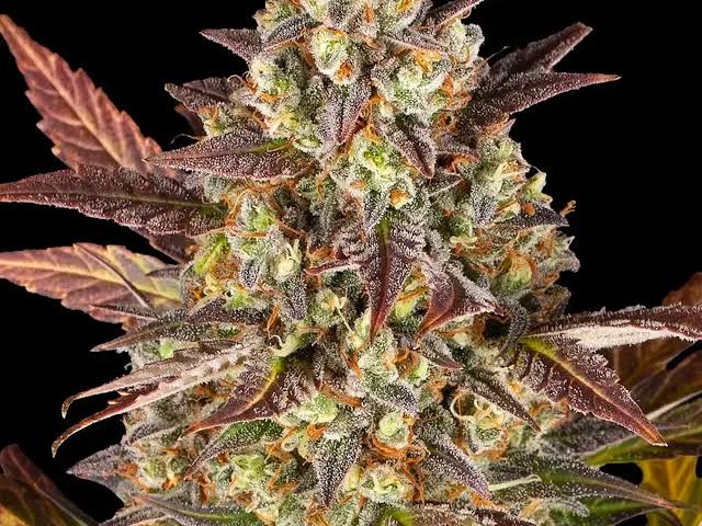 Macro view of resinous Amnesia Haze trichomes, AI generated